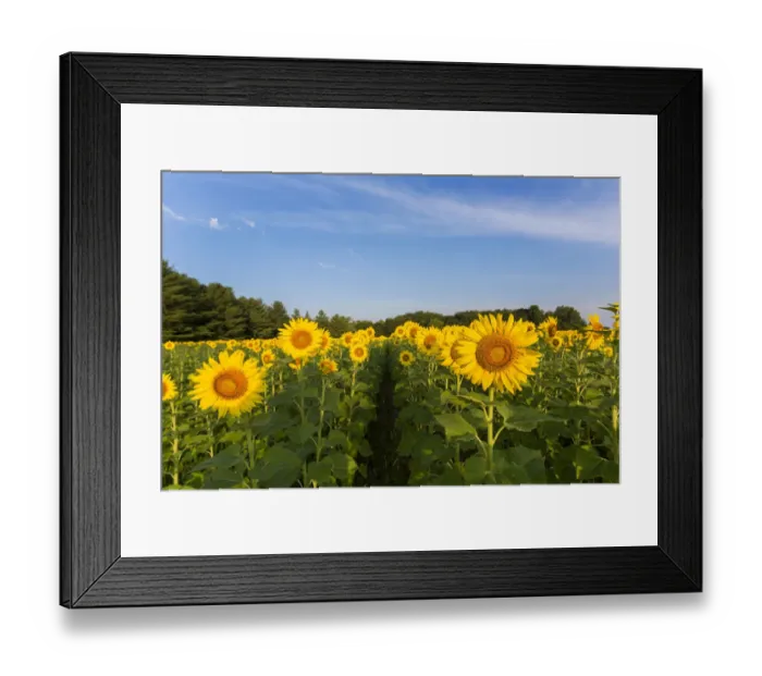 Framed Print : Sunflower field Sam Parr State Park, Jasper County, Illinois Framed Print : Sunflower field Sam Parr State Park, Jasper County, Illinois