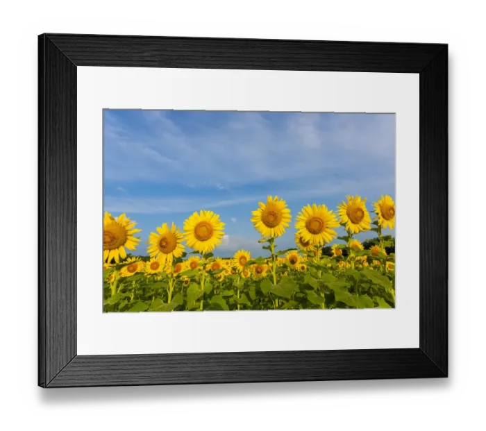 Framed Print : Sunflower field Sam Parr State Park, Jasper County, Illinois Framed Print : Sunflower field Sam Parr State Park, Jasper County, Illinois