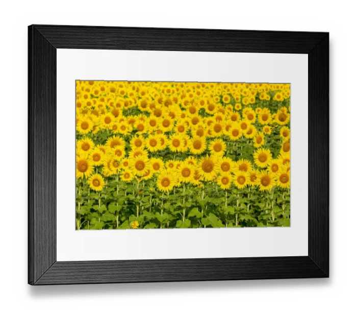 Framed Print : Sunflower field Sam Parr State Park, Jasper County, Illinois Framed Print : Sunflower field Sam Parr State Park, Jasper County, Illinois