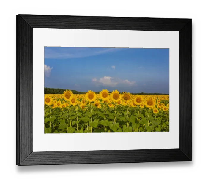 Framed Print : Sunflower field Sam Parr State Park, Jasper County, Illinois Framed Print : Sunflower field Sam Parr State Park, Jasper County, Illinois