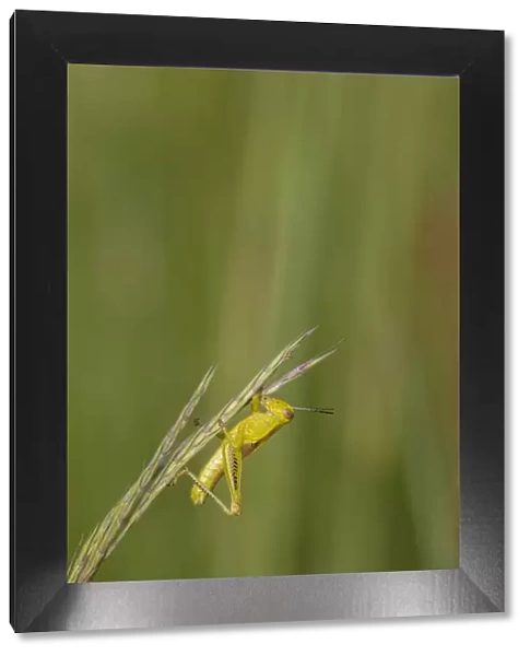Grasshopper on Big Bluestem (Andropogon gerardi) grass seed head, Marion County, Illinois