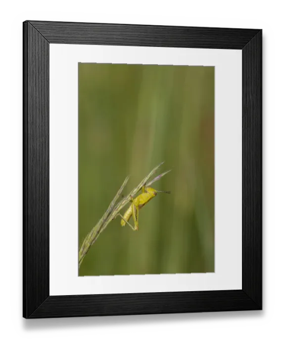 Framed Print : Grasshopper on Big Bluestem (Andropogon gerardi) grass seed head, Marion County, Illinois Framed Print : Grasshopper on Big Bluestem (Andropogon gerardi) grass seed head, Marion County, Illinois