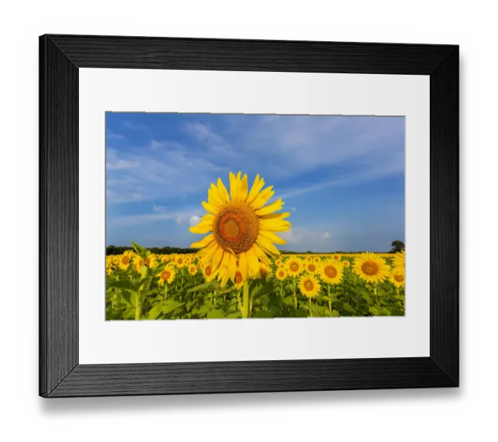 Framed Print : Sunflower field Sam Parr State Park Jasper County, IL Framed Print : Sunflower field Sam Parr State Park Jasper County, IL