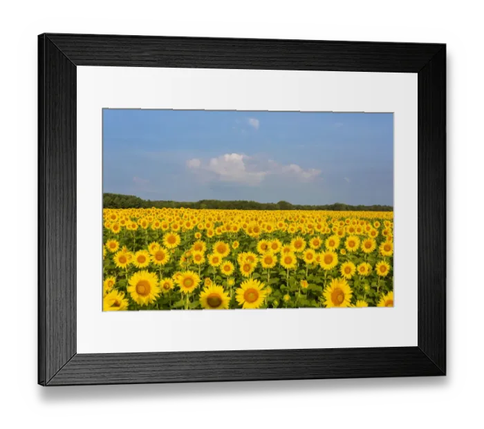 Framed Print : Sunflower field Sam Parr State Park Jasper County, IL Framed Print : Sunflower field Sam Parr State Park Jasper County, IL