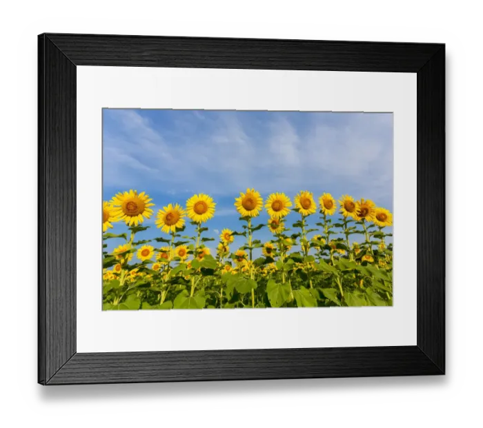 Framed Print : Sunflower field Sam Parr State Park Jasper County, IL Framed Print : Sunflower field Sam Parr State Park Jasper County, IL