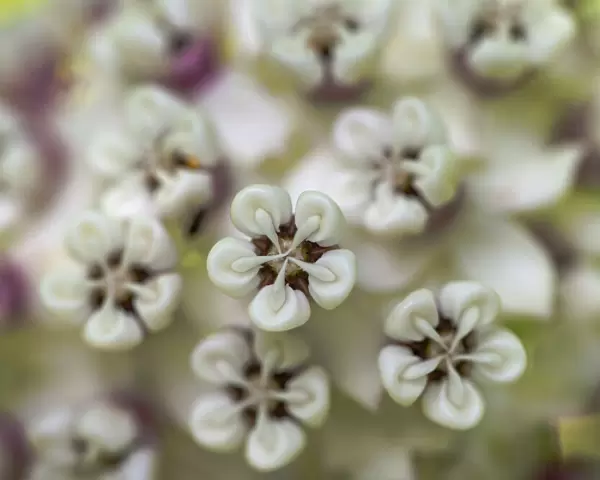 Close-up of flower heads before opening (redring milkweed, white-flowered milkweed