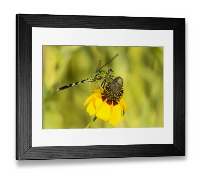 Framed Print : USA, Louisiana, Lake Martin. Green clearwing dragonfly on coneflower. Credit as: Cathy Framed Print : USA, Louisiana, Lake Martin. Green clearwing dragonfly on coneflower. Credit as: Cathy