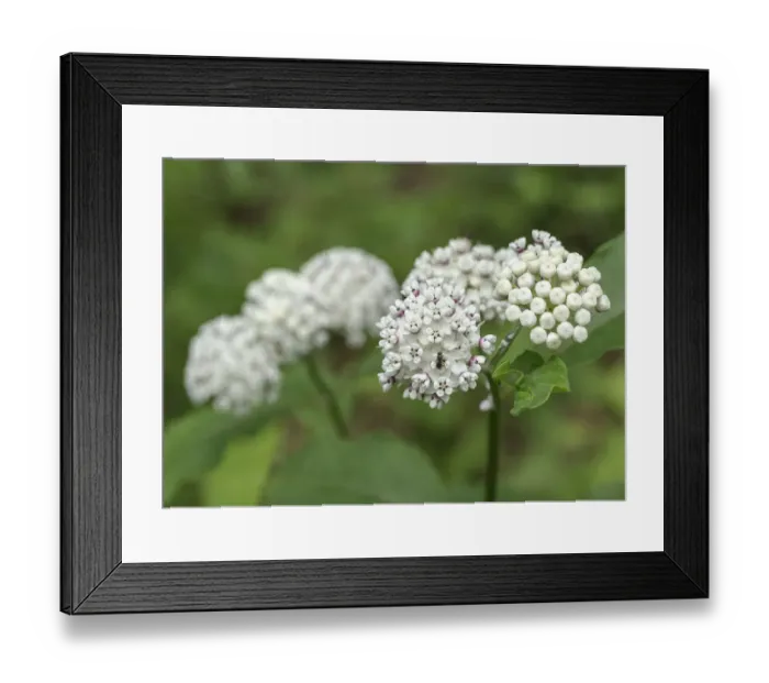 Framed Print : Redring milkweed, white-flowered milkweed, Asclepias variegata, Mammoth Cave National Park Framed Print : Redring milkweed, white-flowered milkweed, Asclepias variegata, Mammoth Cave National Park