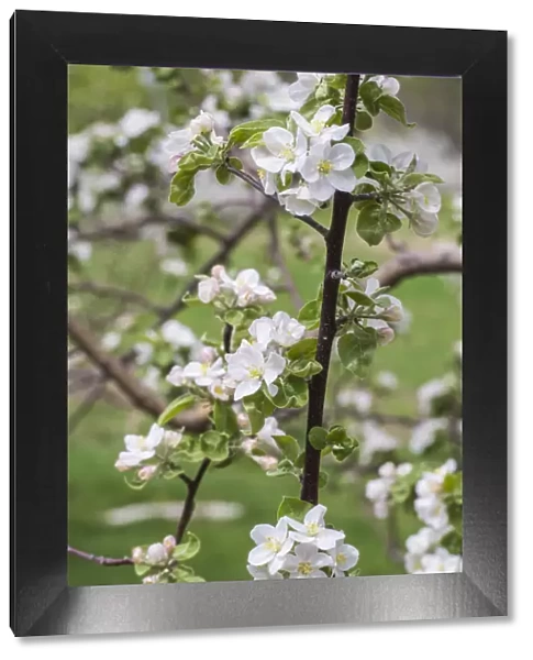 USA, Massachusetts, Bolton. Apple trees in bloom