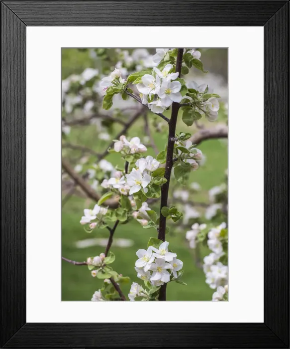 Framed Print : USA, Massachusetts, Bolton. Apple trees in bloom Framed Print : USA, Massachusetts, Bolton. Apple trees in bloom