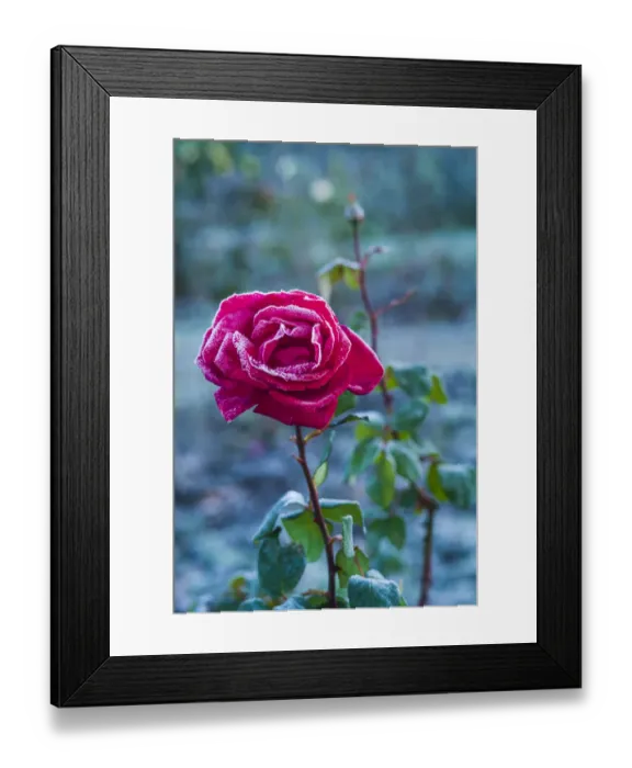 Framed Print : USA, Massachusetts, Cape Ann, Annisquam. Roses after first frost
