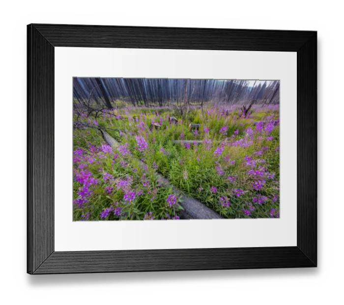 Framed Print : Fireweed filling in after wildfire near Missoula, Montana, USA Framed Print : Fireweed filling in after wildfire near Missoula, Montana, USA
