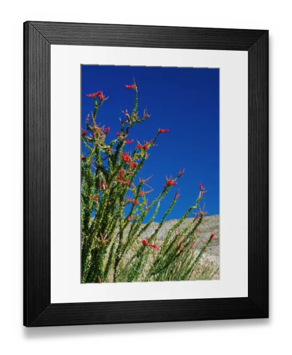 Framed Print : Ocotillo in the Coyote Mountains, Anza-Borrego Desert State Park, California, USA Framed Print : Ocotillo in the Coyote Mountains, Anza-Borrego Desert State Park, California, USA