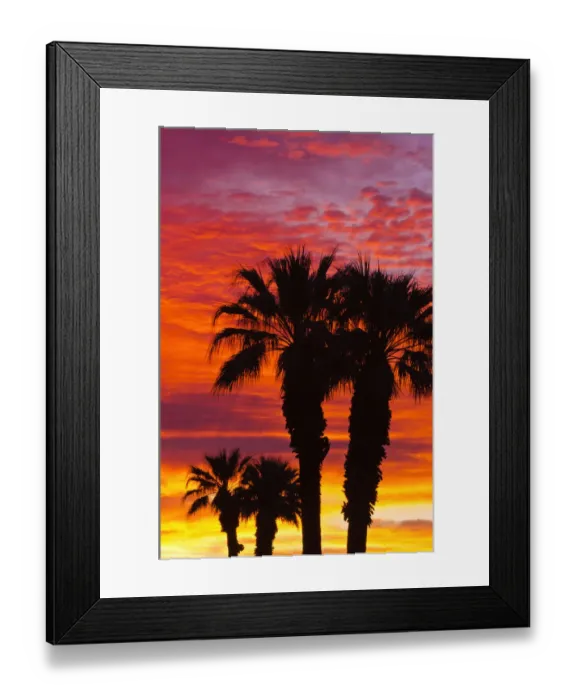Framed Print : Silhouetted palms against clouds at sunrise, Anza-Borrego Desert State Park, California