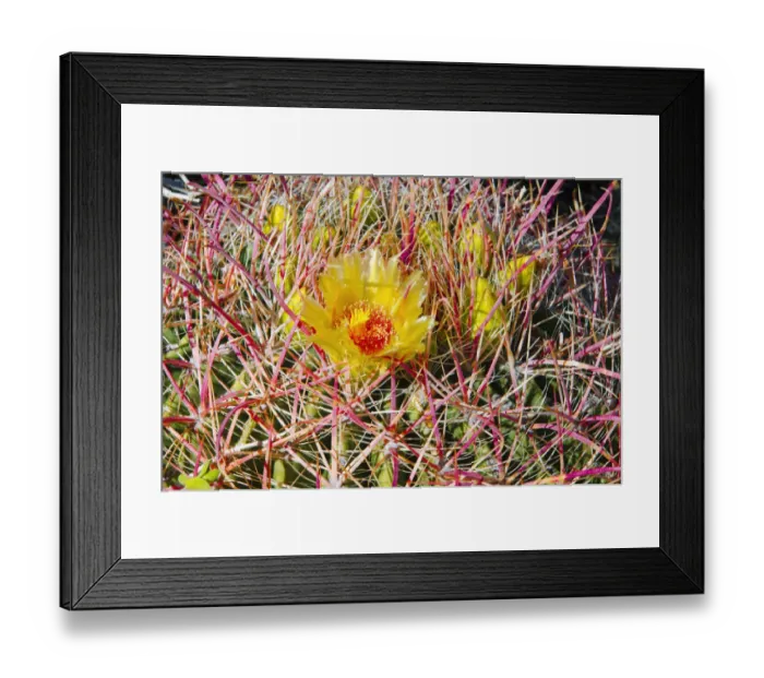 Framed Print : Barrel cactus blooming in Plum Canyon, Anza-Borrego Desert State Park, California, USA