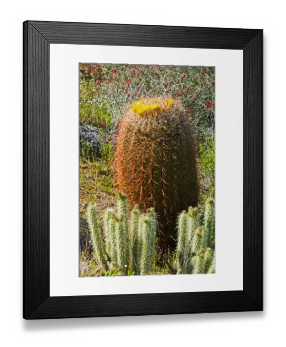 Framed Print : Barrel cactus and cholla in Plum Canyon, Anza-Borrego Desert State Park, California, USA