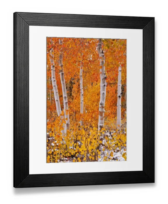 Framed Print : Fresh snow on fall aspens along Bishop Creek, Inyo National Forest, Sierra Nevada Mountains Framed Print : Fresh snow on fall aspens along Bishop Creek, Inyo National Forest, Sierra Nevada Mountains