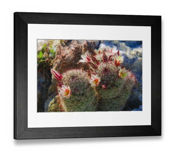 Framed Print : Fishhook Cactus (Mammillaria microcarpa) blooming in Plum Canyon, Anza-Borrego Desert State Park Framed Print : Fishhook Cactus (Mammillaria microcarpa) blooming in Plum Canyon, Anza-Borrego Desert State Park