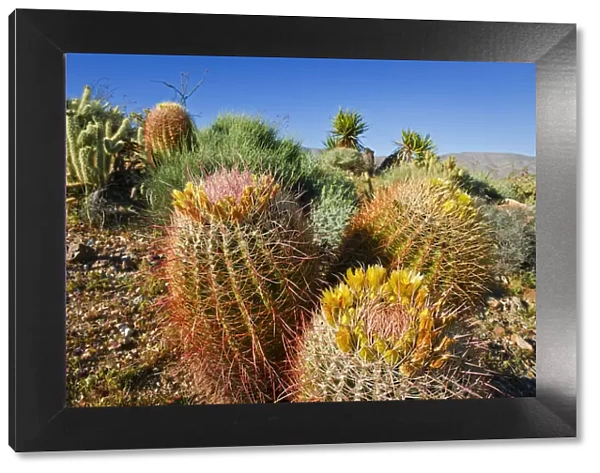 Barrel cactus and cholla in Plum Canyon, Anza-Borrego Desert State Park, California, USA