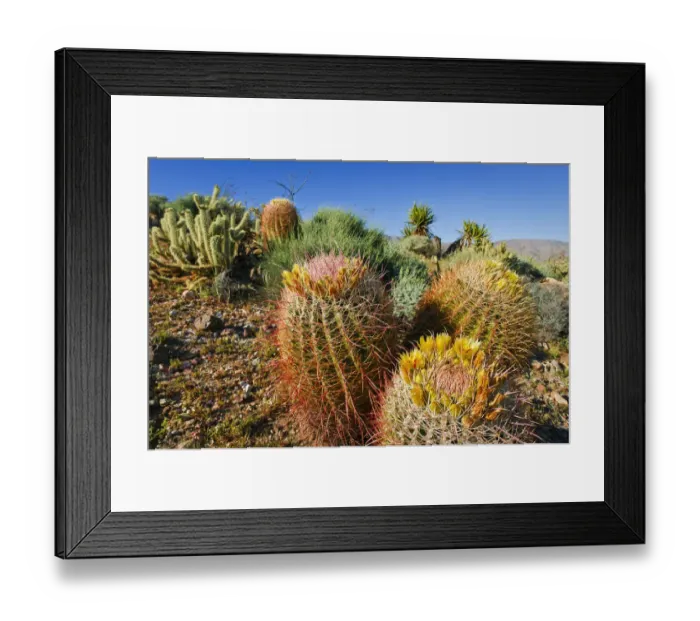 Framed Print : Barrel cactus and cholla in Plum Canyon, Anza-Borrego Desert State Park, California, USA Framed Print : Barrel cactus and cholla in Plum Canyon, Anza-Borrego Desert State Park, California, USA