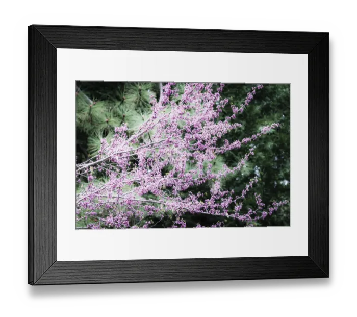 Framed Print : Western Redbud (Cercis occidentalis), Yosemite National Park, California, USA