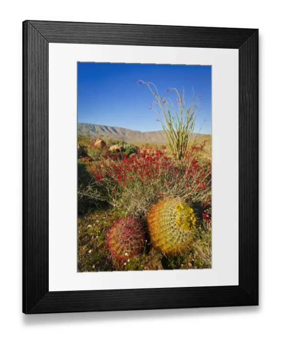 Framed Print : Barrel cactus, chuparosa, and ocotillo in Plum Canyon, Anza-Borrego Desert State Park