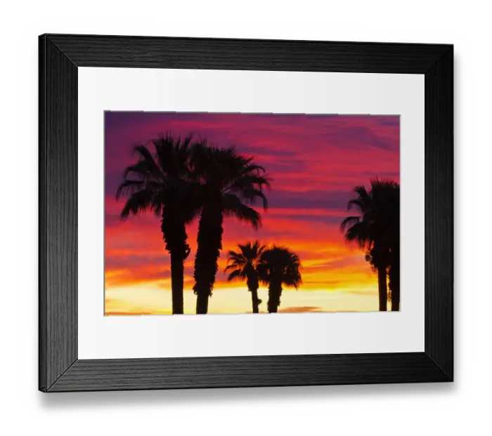 Framed Print : Silhouetted palms against clouds at sunrise, Anza-Borrego Desert State Park, California Framed Print : Silhouetted palms against clouds at sunrise, Anza-Borrego Desert State Park, California