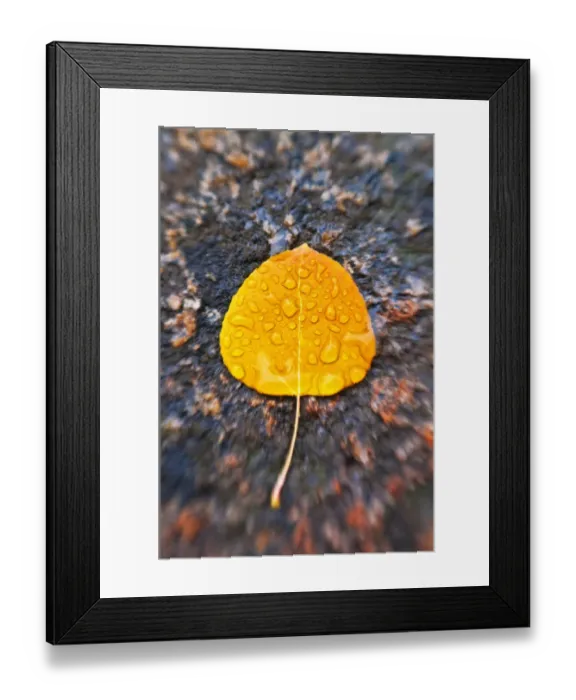 Framed Print : Fall aspen leaf detail, Inyo National Forest, Sierra Nevada Mountains, California, USA