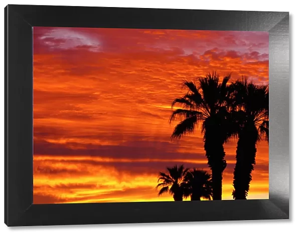 Silhouetted palms at sunrise, Anza-Borrego Desert State Park, California, USA