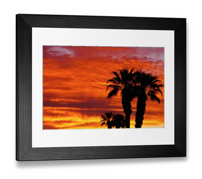 Framed Print : Silhouetted palms at sunrise, Anza-Borrego Desert State Park, California, USA Framed Print : Silhouetted palms at sunrise, Anza-Borrego Desert State Park, California, USA