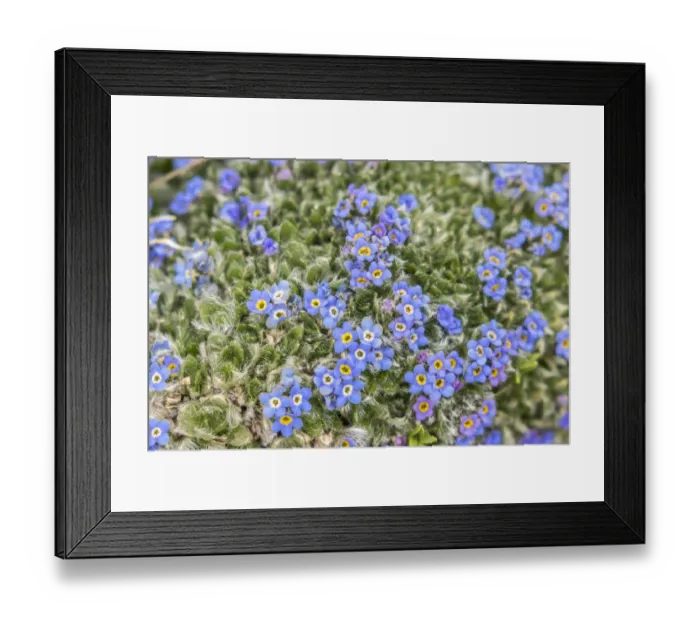 Framed Print : USA, Colorado, Mt. Evans. Alpine forget-me-not flowers