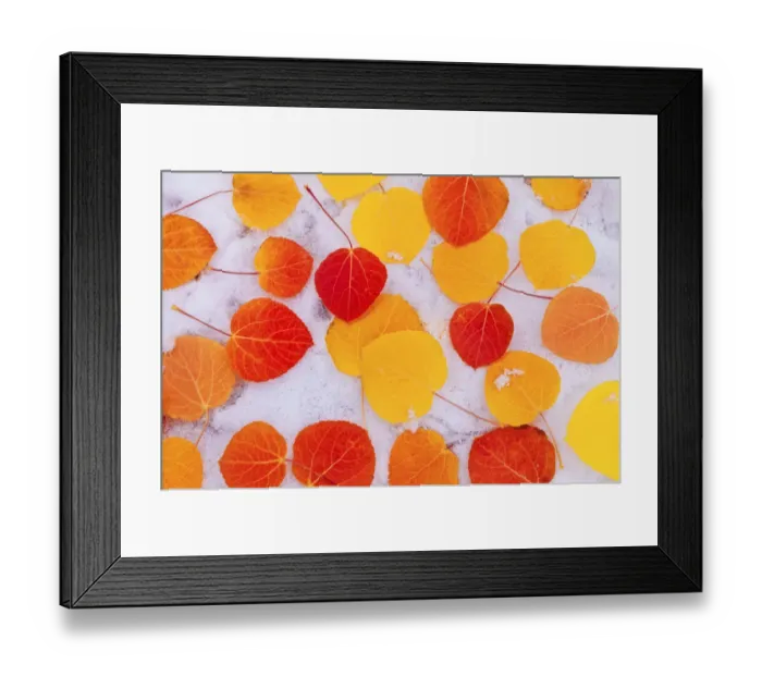 Framed Print : Fall aspen leaves on snow, Inyo National Forest, Sierra Nevada Mountains, California, USA