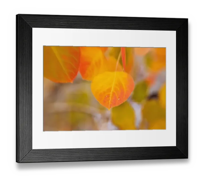 Framed Print : Fall aspen leaf detail, Inyo National Forest, Sierra Nevada Mountains, California, USA