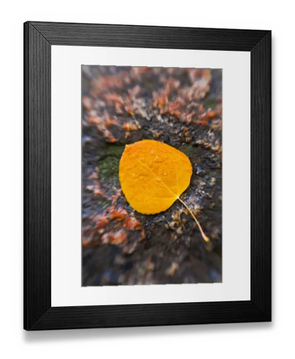 Framed Print : Fall aspen leaf detail, Inyo National Forest, Sierra Nevada Mountains, California, USA Framed Print : Fall aspen leaf detail, Inyo National Forest, Sierra Nevada Mountains, California, USA