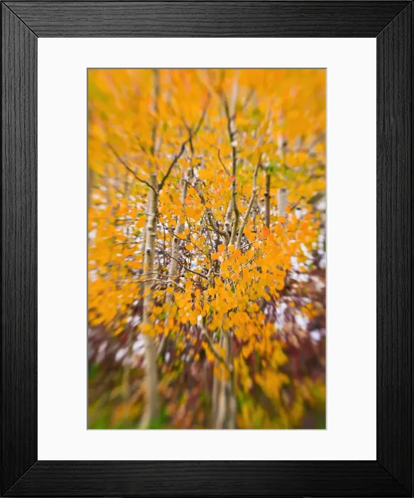 Framed Print : Fresh snow on fall aspens along Bishop Creek, Inyo National Forest, Sierra Nevada Mountains Framed Print : Fresh snow on fall aspens along Bishop Creek, Inyo National Forest, Sierra Nevada Mountains