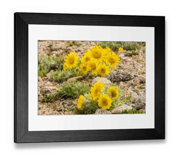 Framed Print : USA, Colorado, Mt. Evans. Alpine sunflowers close-up Framed Print : USA, Colorado, Mt. Evans. Alpine sunflowers close-up