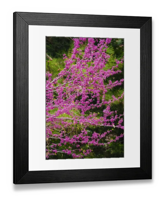 Framed Print : Western Redbud (Cercis occidentalis), Yosemite National Park, California, USA Framed Print : Western Redbud (Cercis occidentalis), Yosemite National Park, California, USA