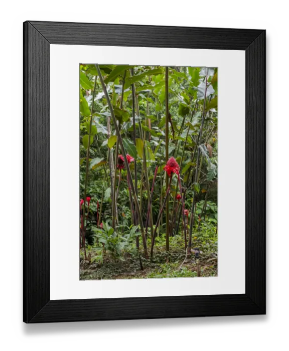 Framed Print : Puntarenas, Costa Rica Framed Print : Puntarenas, Costa Rica