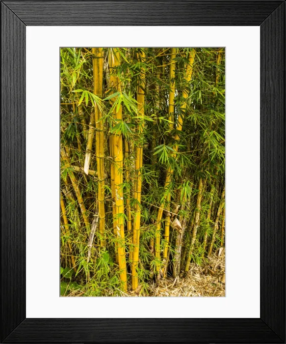 Framed Print : Puntarenas, Costa Rica