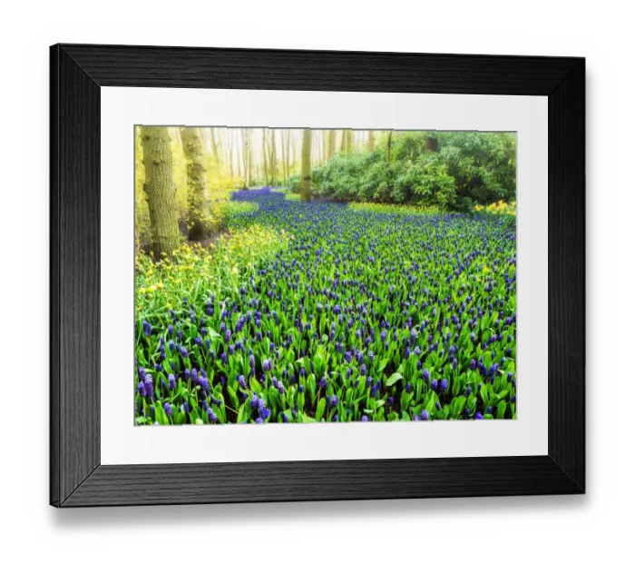 Framed Print : Netherlands, Lisse. Multicolored flowers blooming in spring Framed Print : Netherlands, Lisse. Multicolored flowers blooming in spring