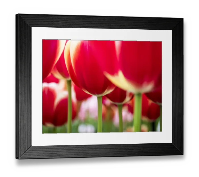 Framed Print : Netherland, Lisse. Close-up image of tulips Framed Print : Netherland, Lisse. Close-up image of tulips
