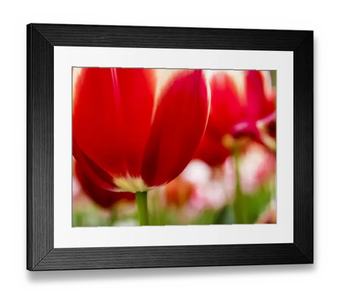 Framed Print : Netherland, Lisse. Close-up image of tulips