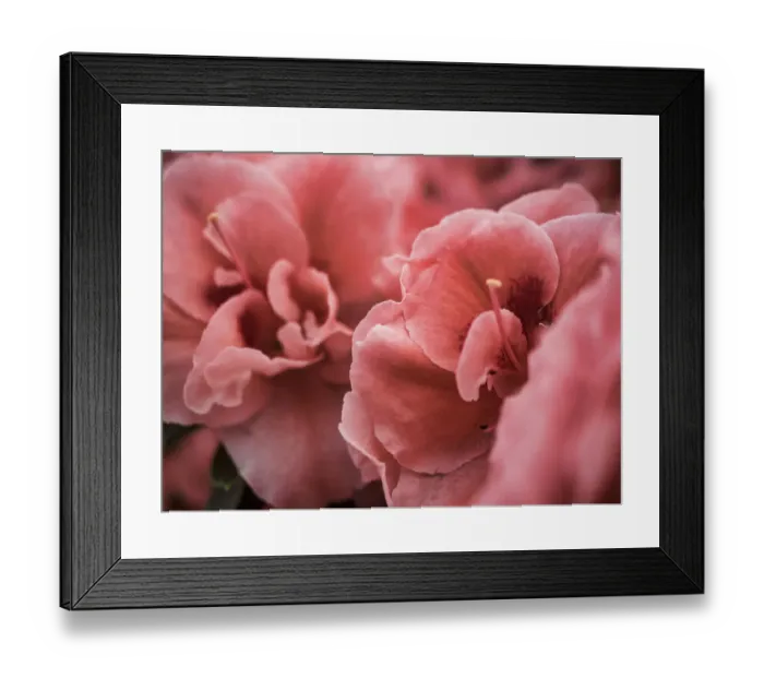 Framed Print : Netherland, Lisse. Close-up image of tulips Framed Print : Netherland, Lisse. Close-up image of tulips