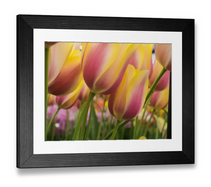 Framed Print : Netherland, Lisse. Close-up image of tulips Framed Print : Netherland, Lisse. Close-up image of tulips