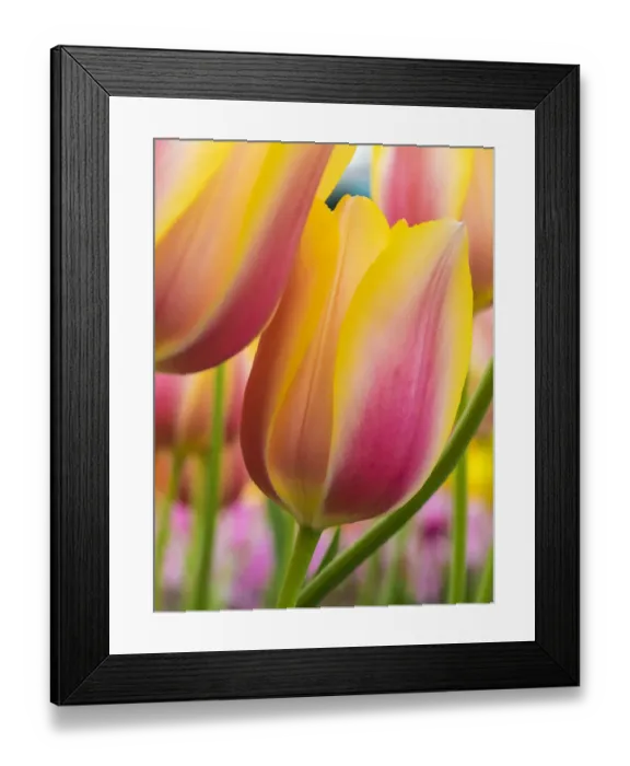 Framed Print : Netherland, Lisse. Close-up image of tulips Framed Print : Netherland, Lisse. Close-up image of tulips