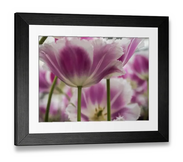 Framed Print : Netherland, Lisse. Close-up image of tulips Framed Print : Netherland, Lisse. Close-up image of tulips