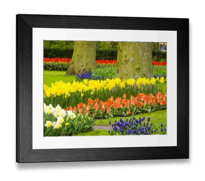 Framed Print : Netherlands, Lisse. Multicolored flowers blooming in spring Framed Print : Netherlands, Lisse. Multicolored flowers blooming in spring