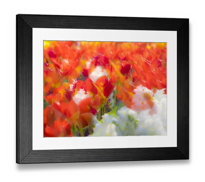 Framed Print : Netherlands, Lisse. Multicolored flowers blooming in spring Framed Print : Netherlands, Lisse. Multicolored flowers blooming in spring