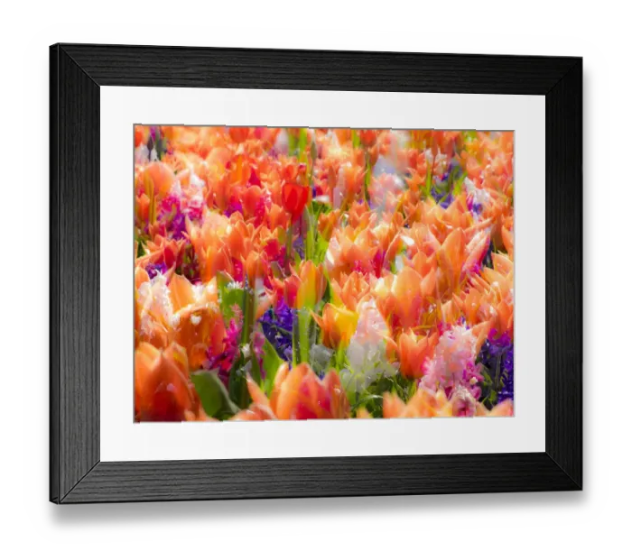 Framed Print : Netherlands, Lisse. Multicolored flowers blooming in spring Framed Print : Netherlands, Lisse. Multicolored flowers blooming in spring