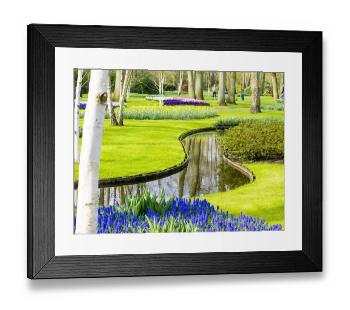 Framed Print : Netherlands, Lisse. Multicolored flowers in spring Framed Print : Netherlands, Lisse. Multicolored flowers in spring